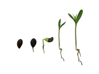 apple seed growing step in nature and White background